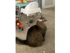 Adopt Bandit a Gray, Blue or Silver Tabby Domestic Longhair / Mixed (medium