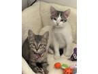 Adopt Daisy - Sweet 3 month a Gray, Blue or Silver Tabby Domestic Shorthair