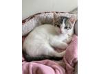 Adopt Snow - Sweet 3 month a White Domestic Shorthair (short coat) cat in