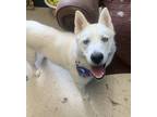 Adopt Polar Bear a Husky / Mixed dog in Barron, WI (41565747)