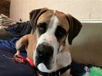 Adopt Jack a Tan/Yellow/Fawn - with Black Great Dane / Mixed dog in Iron