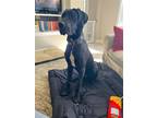 Adopt Grayson a Black - with White Great Dane / Mixed dog in Iron Station