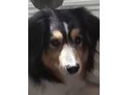 Adopt Burton a Tricolor (Tan/Brown & Black & White) Sheltie