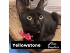 Adopt Yellowstone a All Black Domestic Shorthair (short coat) cat in Dallas