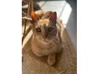 Adopt Buttered Croissant a Orange or Red Tabby Tabby (short coat) cat in