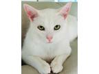 Adopt The White Rabbit a White Domestic Shorthair (short coat) cat in