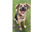 Adopt Violet a Black - with Tan, Yellow or Fawn German Shepherd Dog / Australian