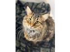 Adopt Honey-Hi a Brown Tabby Tabby (long coat) cat in Alexandria, VA (41565644)