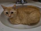 Adopt Mango a Orange or Red Tabby Domestic Shorthair (short coat) cat in