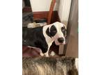 Adopt Trooper & Buster a Black - with White Great Dane / Dogo Argentino / Mixed