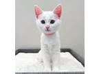 Adopt Gwen a White Domestic Shorthair (short coat) cat in Alexandria