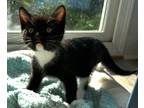 Adopt Cookies a Black & White or Tuxedo Domestic Shorthair (short coat) cat in