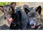 Adopt Larimar and Jayuya a Black - with White Siberian Husky / German Shepherd