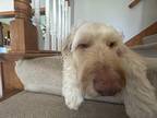 Adopt Kyper a Tan/Yellow/Fawn Goldendoodle / Mixed dog in Newton, IA (41565562)