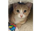 Adopt Thread a Orange or Red Tabby Domestic Shorthair (short coat) cat in