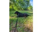 Adopt Steinbeck a Black - with Tan, Yellow or Fawn Rottweiler / Mixed dog in