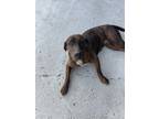 Adopt Penny a Red/Golden/Orange/Chestnut - with Black Redbone Coonhound / Hound