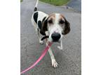 Adopt George a Tricolor (Tan/Brown & Black & White) Treeing Walker Coonhound /