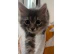 Adopt Crimini a Gray, Blue or Silver Tabby Tabby (long coat) cat in Alexandria