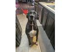 Adopt Camille a Black - with White Great Dane / Mixed dog in Battle Ground