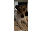 Adopt Ivy a Red/Golden/Orange/Chestnut - with White Australian Cattle Dog /