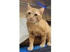Adopt Conan a Orange or Red Tabby Domestic Shorthair (short coat) cat in