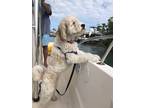 Adopt Lucy a Tan/Yellow/Fawn - with White Goldendoodle / Mixed dog in Cary