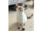 Adopt Confetti a Calico or Dilute Calico Colorpoint Shorthair (short coat) cat