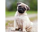 Adopt Pablo a Black - with Tan, Yellow or Fawn Pug / Mixed dog in Casa Grande