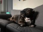 Adopt Commander a Brindle - with White Mutt / American Pit Bull Terrier / Mixed