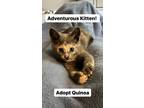 Adopt Quinoa, Willow Grove Area (FCID# 05/23/24-134) a Tortoiseshell Domestic