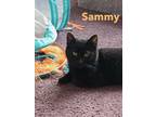Adopt Sammy, Willow Grove Area (FCID 03/29/2024-124) a All Black Domestic