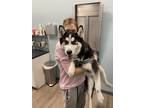 Adopt Mango a Black - with White Husky / Mixed dog in Minneola, FL (41565370)
