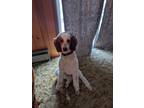 Adopt Archer a White - with Brown or Chocolate Poodle (Standard) / Mixed dog in
