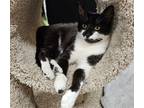 Adopt Bubbles a Black & White or Tuxedo Domestic Shorthair / Mixed (short coat)