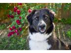 Adopt Abracadabra a Gray/Silver/Salt & Pepper - with White Great Pyrenees /