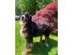 Adopt Willow a Tricolor (Tan/Brown & Black & White) Bernese Mountain Dog / Mixed