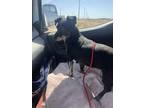 Adopt Sadie a Black - with Gray or Silver Dachshund / Mixed dog in Casa Grande