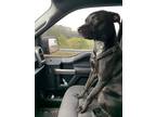 Adopt Sophie a Black Labrador Retriever / Australian Cattle Dog / Mixed dog in