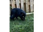 Adopt Jasper a Black & White or Tuxedo American Shorthair / Mixed (short coat)