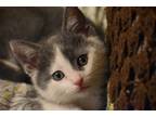 Adopt Sophie a Gray or Blue (Mostly) Domestic Shorthair (short coat) cat in