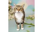 Adopt Denali a Brown Tabby Tabby (short coat) cat in West Palm Beach