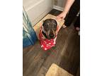 Adopt Scooter a Black - with Tan, Yellow or Fawn Coonhound (Unknown Type) /