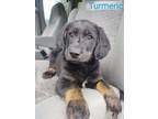 Adopt Turmeric - available 5/31 a Black - with Tan, Yellow or Fawn Labrador