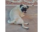 Adopt Fifty a Tan/Yellow/Fawn - with Black Pug / Mixed dog in Grapevine