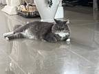 Adopt Smokey Jo a Gray or Blue (Mostly) Norwegian Forest Cat / Mixed (long coat)