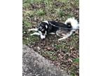 Adopt Dexter a Black - with White Husky / Beagle / Mixed dog in Baltimore