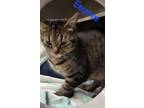 Adopt Eeyore a Brown Tabby Domestic Shorthair (short coat) cat in Hibbing