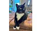 Adopt DUTCHESS - Offered by Owner -Big and Snuggly a Black & White or Tuxedo