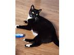 Adopt Cecil a Tortoiseshell Domestic Mediumhair / Mixed (medium coat) cat in